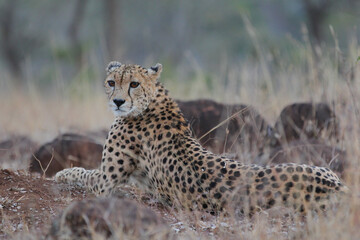 Endangered African cheetah resting at dusk