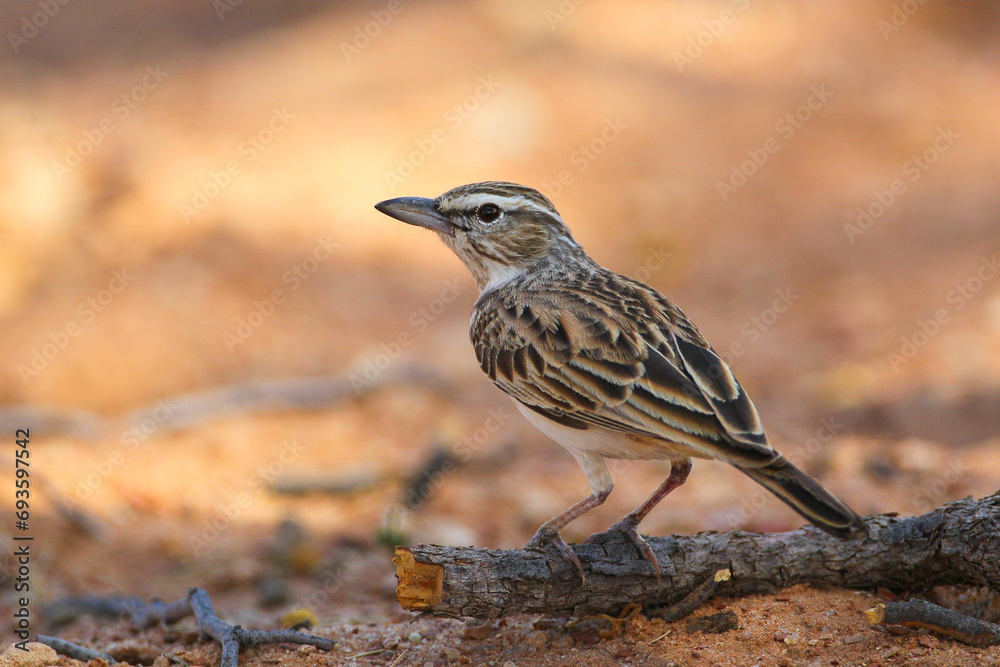 Wall mural Sabota lark standing on the ground