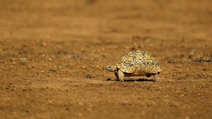 Lonely leopard tortoise walking in Kalahari Desert