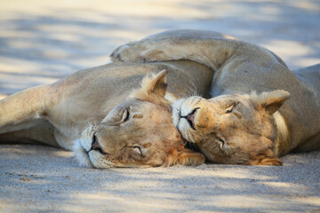 Naklejka na ściany i meble Two lionesses cuddling in shade