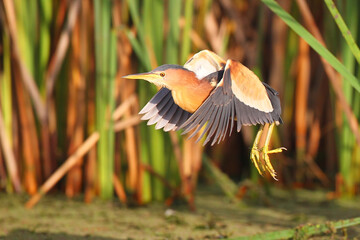 Little bittern flying in front of wetland reeds