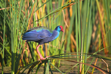 Purple swamphen walking on reeds in wetland