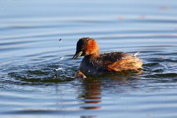 Little grebe eating an amphibian in water