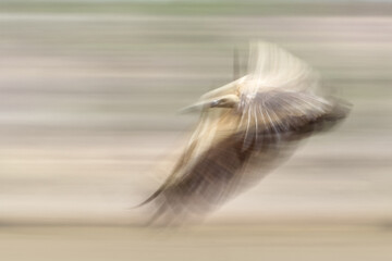 White-backed vulture flying with artistic motion blur