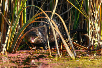 Water mongoose with open mouth