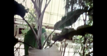 Tropical trees in botanical greenhouse. Banana tree, exotic palm grow in botanic garden. Beautiful green park. Nature in architecture glass building hothouse. Vintage color film. Retro archives. 1980s