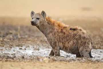Photo sur Plexiglas Hyène Spotted hyena stuck in the mud