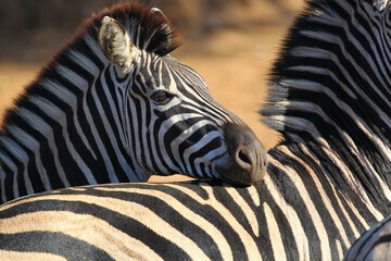 Zebra looking over a firend's back