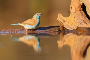 Cute blue waxbill on the edge of a small pond with reflection