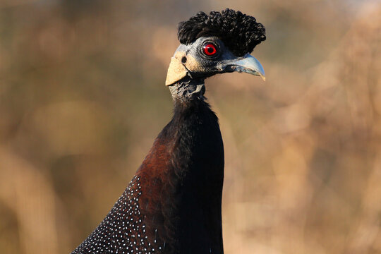 Close portrait of a crested guineafowl