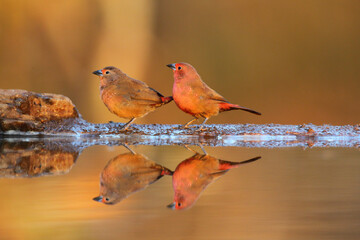 Couple of Jameson's firefinches at a pond