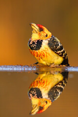 Crested barbet wither reflection on quiet water