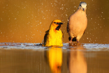 Spectacled weaver taking a bath with splashing