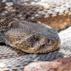 Rattlesnake