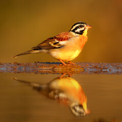 Golden-breasted bunting bird with reflection in quiet pond water