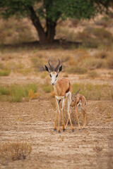 Baby springbok with its mother in the Kalahari Desert