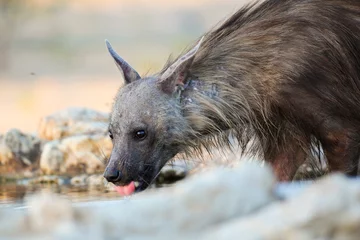 Tuinposter Rare brown hyena drinking at a waterhole in the Kalahari Desert © John