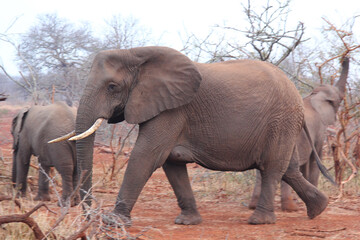 Large curious elephant with red sand