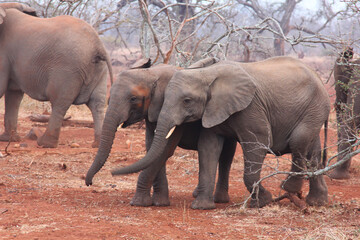 Young elephants in herd getting to know their surroundings