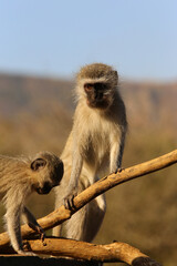 Curious vervet monkey looking for food