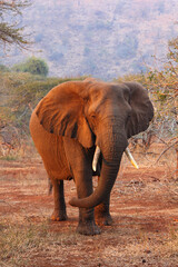Fototapeta premium Large curious elephant with red sand