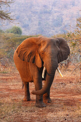 Large curious elephant with red sand