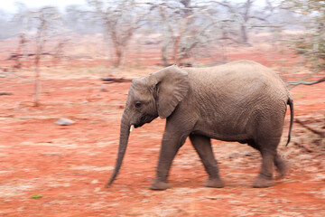 Young elephant walking onr ed sand with artistic motion blur