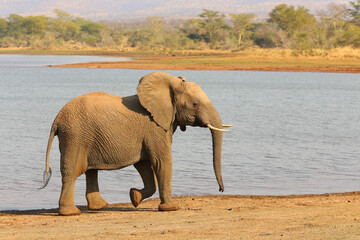 Elephant walking next to a river