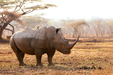 Gardinen Nashorn Endangered white rhino on red sand at sunset  © John