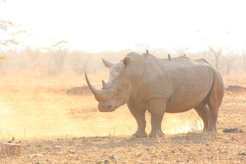 Endangered white rhino on red sand at sunset