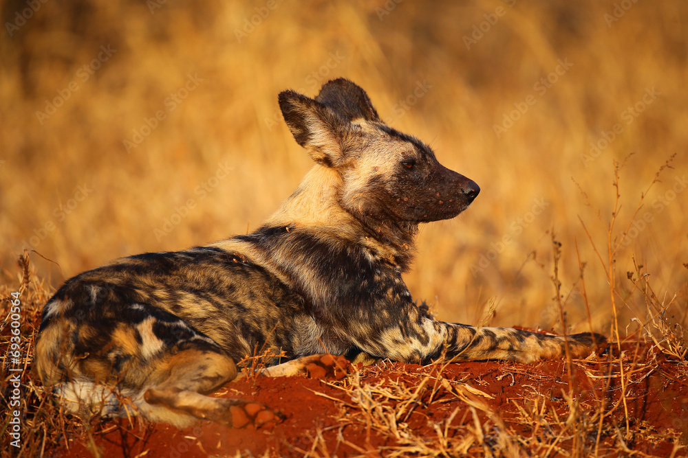 Poster African wild dog resting on the ground at sunrise