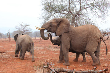 Family of elephants interacting