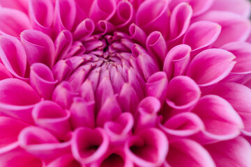 blüte einer pinken dahlie in großaufnahme