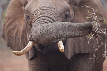 Portrait of an elephant face with texture