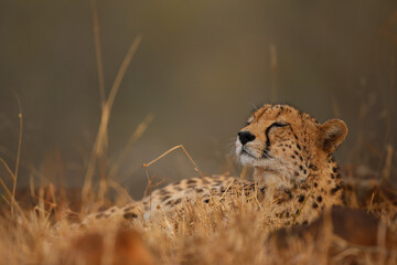 Cheetah resting on the ground in the late afternoon - obrazy, fototapety, plakaty