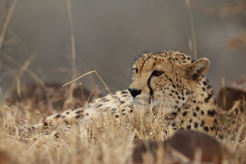 Cheetah resting on the ground in the late afternoon