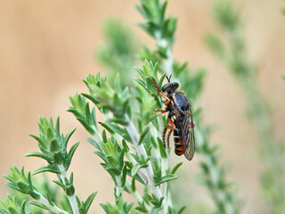 Killer and thief fly. Genus Saropogon