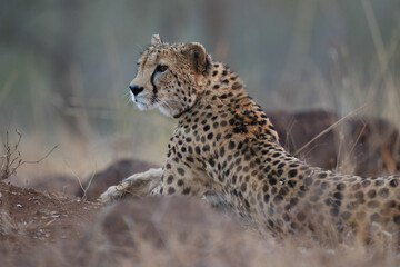 Naklejka premium Cheetah resting on the ground in the late afternoon