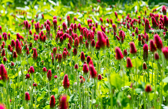 Trifolium incarnatum, known as crimson clover or Italian clover, is a species of clover in the family Fabaceae, blooming in bright magenta and red color on a big meadow in Sundern Sauerland Germany