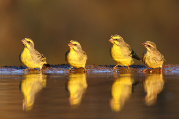 Group of yellow canaries with reflections on quiet water