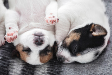 Fototapeta na wymiar Newborn Puppy is lying on white blanket