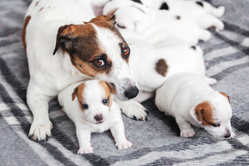 Newborn Puppies Suck their mother dog