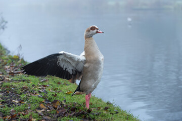 Portrait of an adult Nile or Egyptian  goose (Alopochen aegyptiaca) with wings spread, taken on a foggy December morning