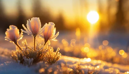 Fotobehang Winter landscape. Frozen flower - selective focus. Winter scene.   © adobedesigner