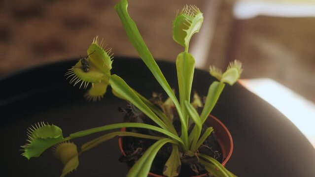 Venus flytrap catching a fly.