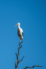 A white stork (Ciconia ciconia) perched on the branch of a tree during an Autumn day