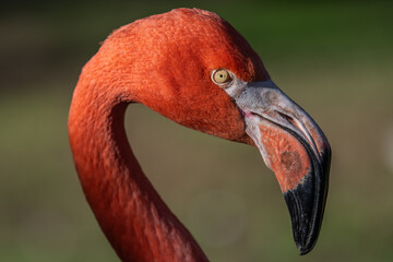 Close up of the head of an American flamingo (Phoenicopterus ruber), showing details of the beak an...