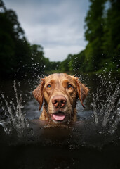 Un chien de race labrador retriever mouill&eacute;, jouant dans l'eau