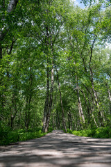 Obraz premium Birch forest with wooden path in red bog