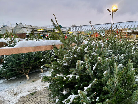 Christmas trees for sale in the Czech Republic